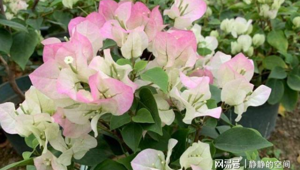 阳台种植芙蓉花的北方风水分析-腾渊网创
