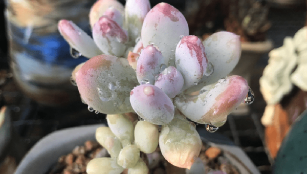 阳台种仙人掌风水好不好-腾渊论坛