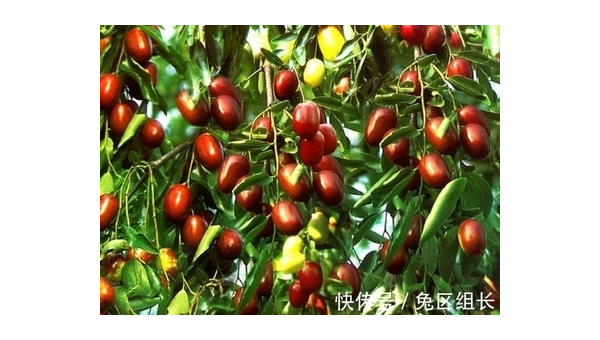 院子里养兔子的风水讲究-腾渊论坛