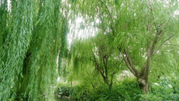 院子里种植柳树的风水好处-腾渊论坛