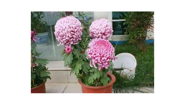 阳台种植菊花的北方风水分析-腾渊论坛