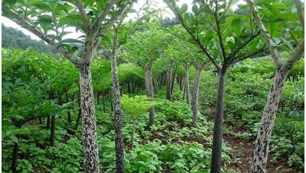 家门口种皂角树风水怎么样-腾渊论坛