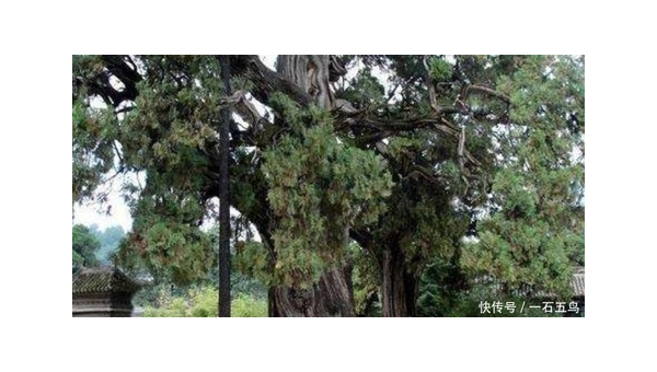 院子里种植松树的风水好处-腾渊论坛