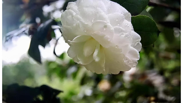 阳台种植玉兰花的北方风水探讨-腾渊论坛
