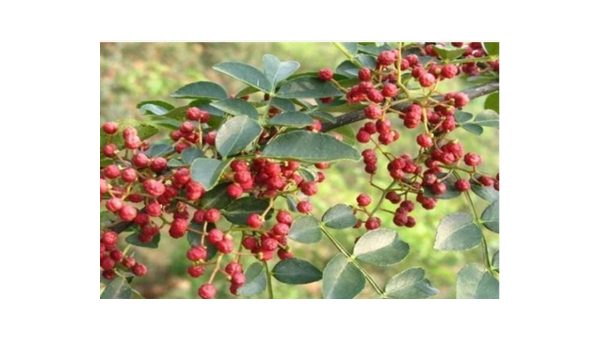 院子里种花椒树风水好吗-腾渊网创