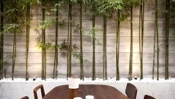 院子里种植竹子的风水好处-腾渊论坛
