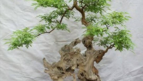 阳台种植菊花树的北方风水探讨-腾渊网创